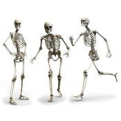 Nuestros huesos forman nuestra estructura, la denominamos esqueleto. Imagen de Parker West en Pixabay